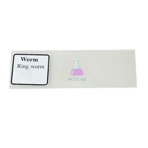 Ringworm Prepared Microscope Slide